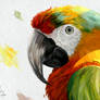 Parrot