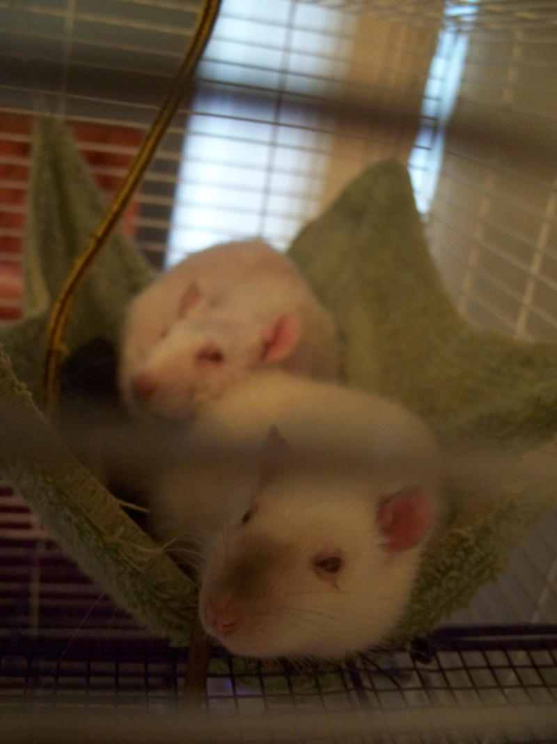 The rats' hammock