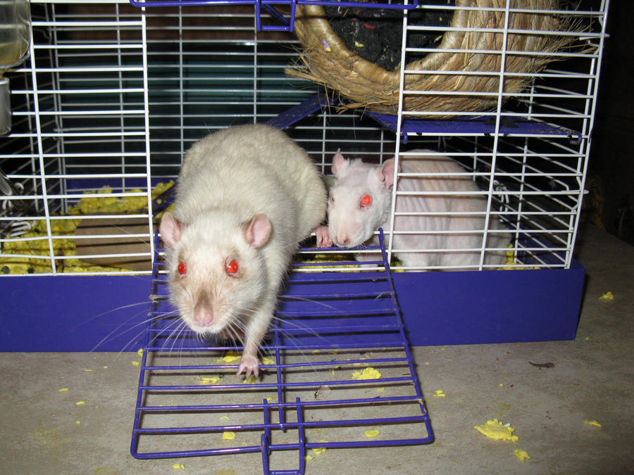 The rats