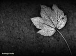 a mapel leaf by zivsade