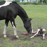 Newborn Chestnut Tobiano Foal