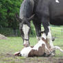 Newborn Chestnut Tobiano Foal