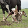 Newborn foal trying to standup