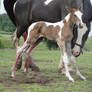 Standing Newborn Tobiano Foal