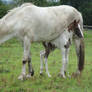 Standing Chestnut Tobiano Foal