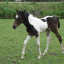 Walking Bay Tobiano Foal