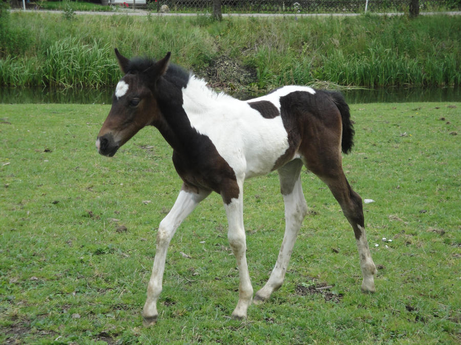 Walking Bay Tobiano Foal