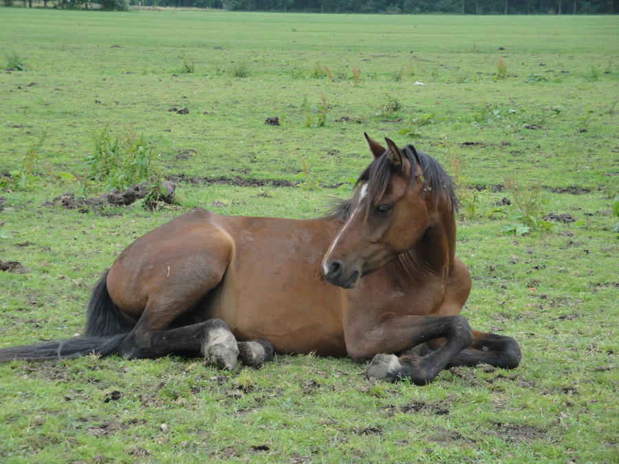 Lying bay pony