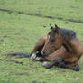 Lying bay pony