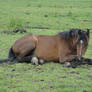 Lying bay pony in Pasture