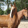 Two chestnut horses