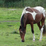 Xander - Bay Tobiano Blanket