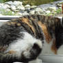 Misty - Lying Female Calico Cat