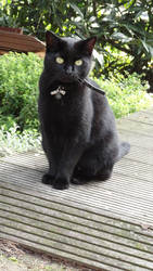 Tinka - Sitting Black Female Cat