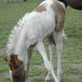 Felix - Chestnut/Gray Tobiano Colt