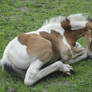 Anja - Lying Bay Tobiano Filly
