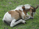 Anja - Lying Bay Tobiano Filly by Horselover60-Stock