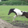 Fay - Running Seal Brown Tobiano Filly