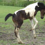 Fay - Reiring Seal Brown Tobiano Filly