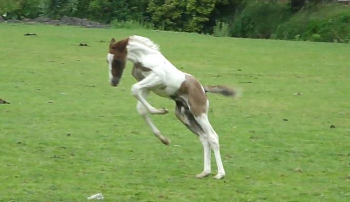 Felix - Reiring Chestnut Tobiano Colt