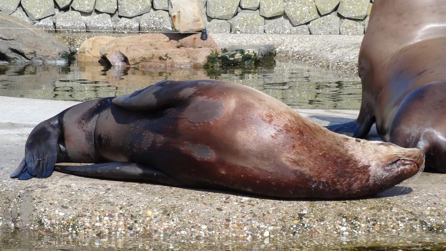 Seal lying in the sun