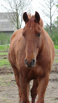 Bay Gelding Warmblood