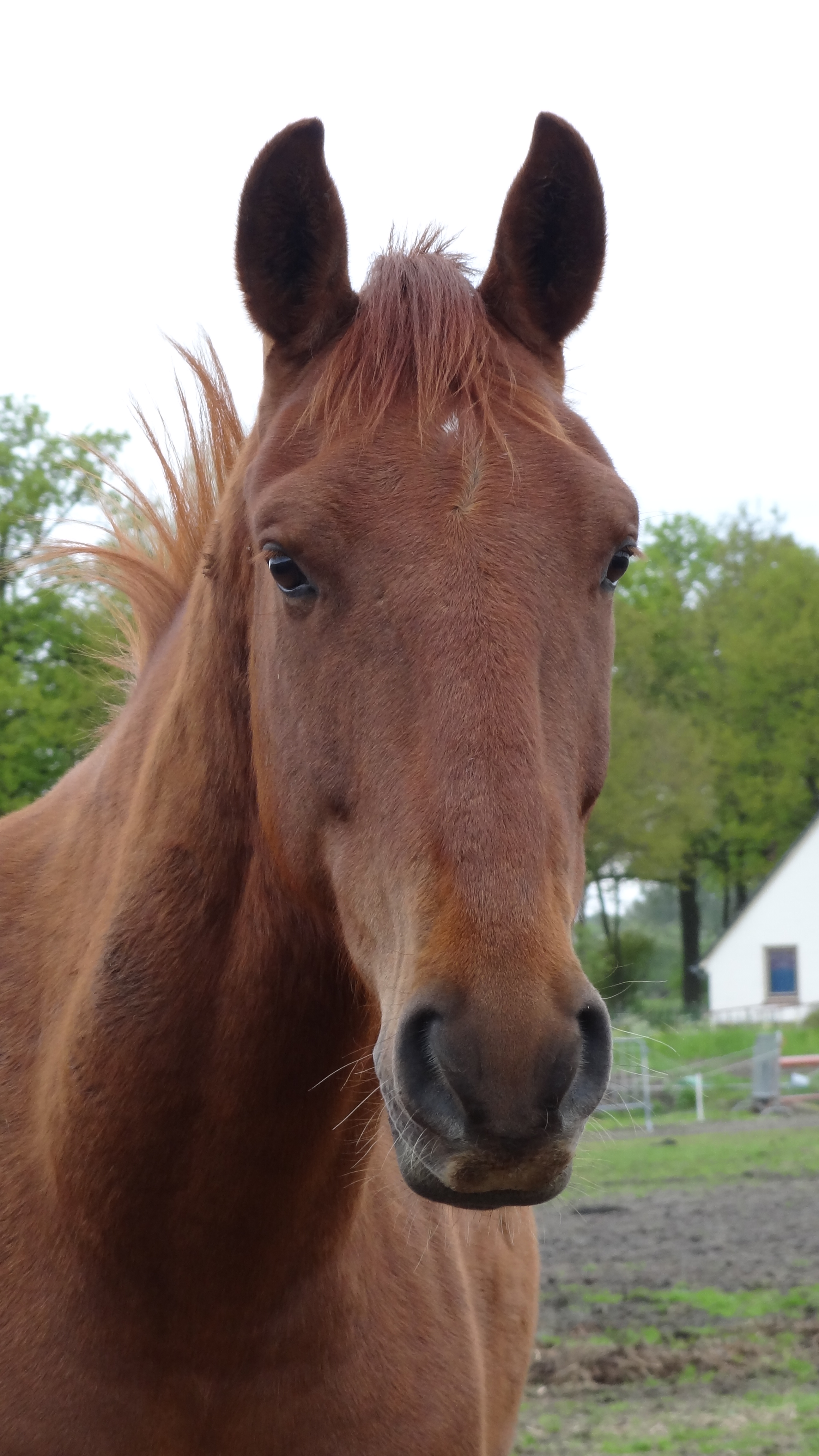 Bay Gelding Warmblood