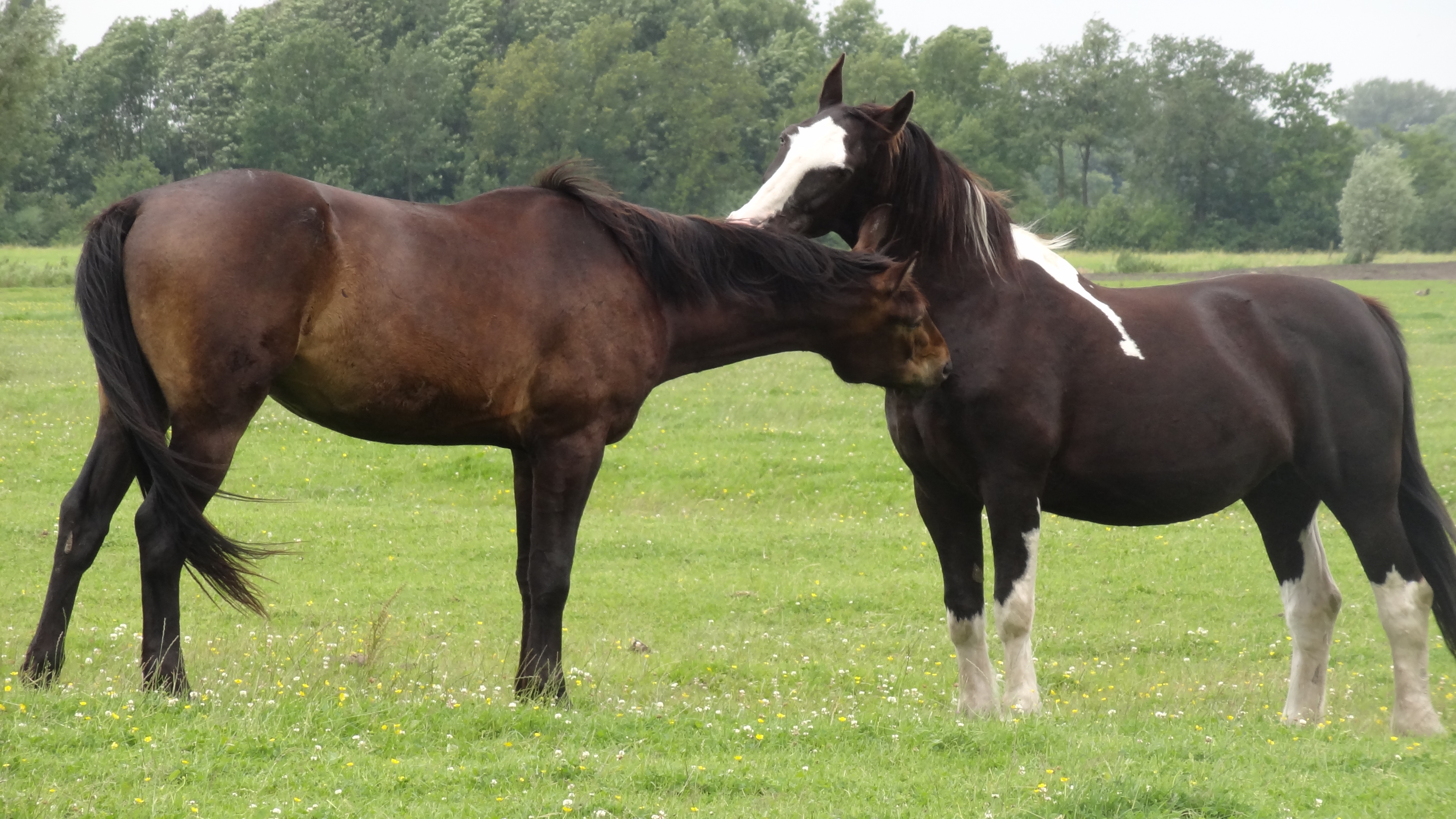 Theodoor and Greetje