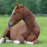 Chestnut Gelding Warmblood