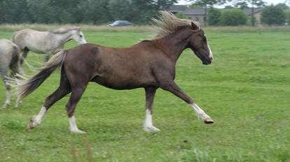 Calypso - Liverchestnut Gelding