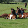 Herd in pasture