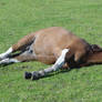 Lying Horses