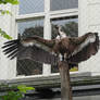 Griffon Vulture