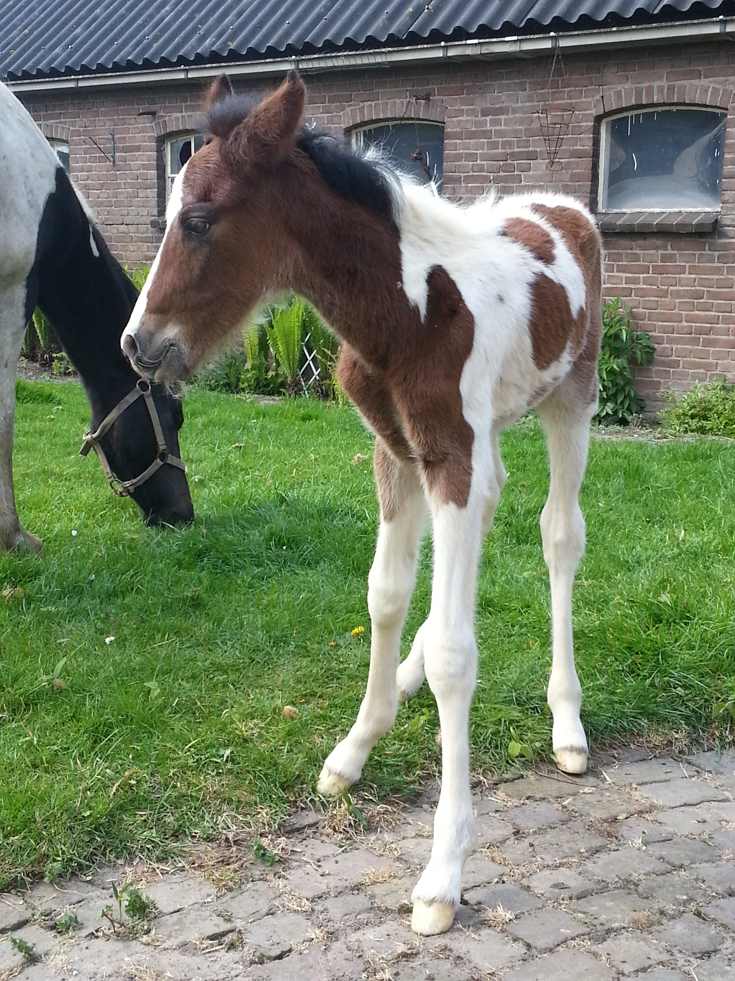 Toby - Bay Tobiano Colt