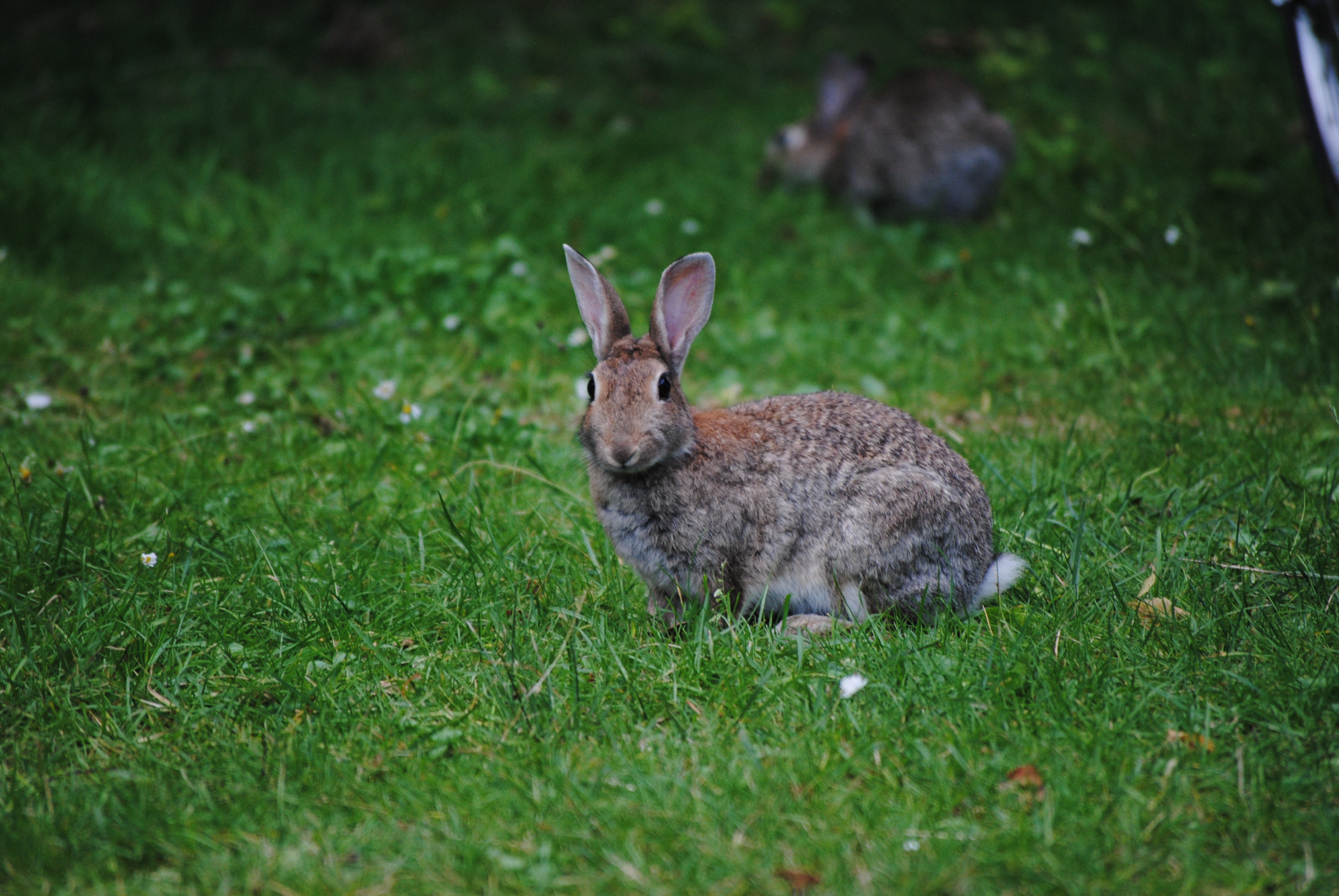 Wild Bunny