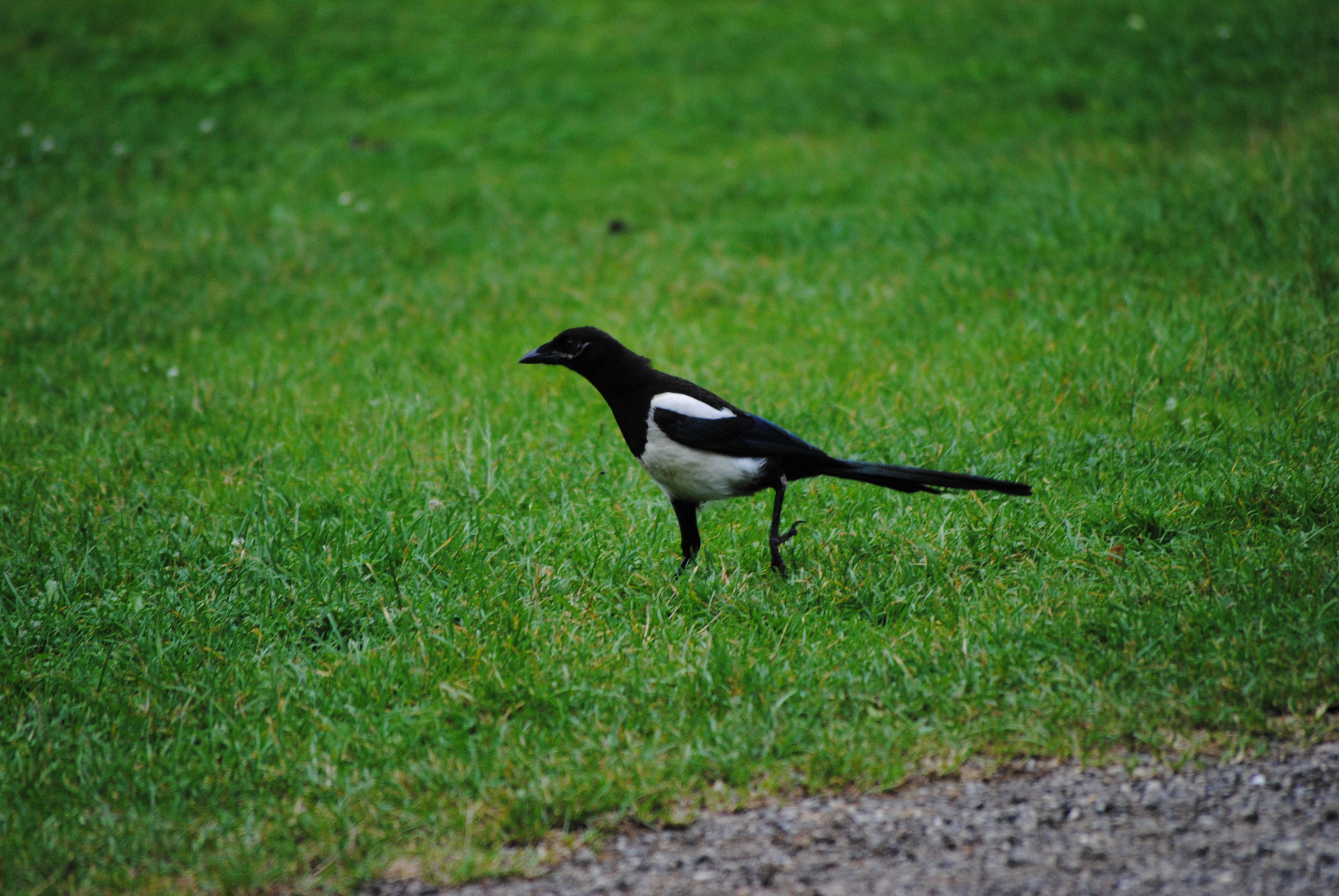 Magpie