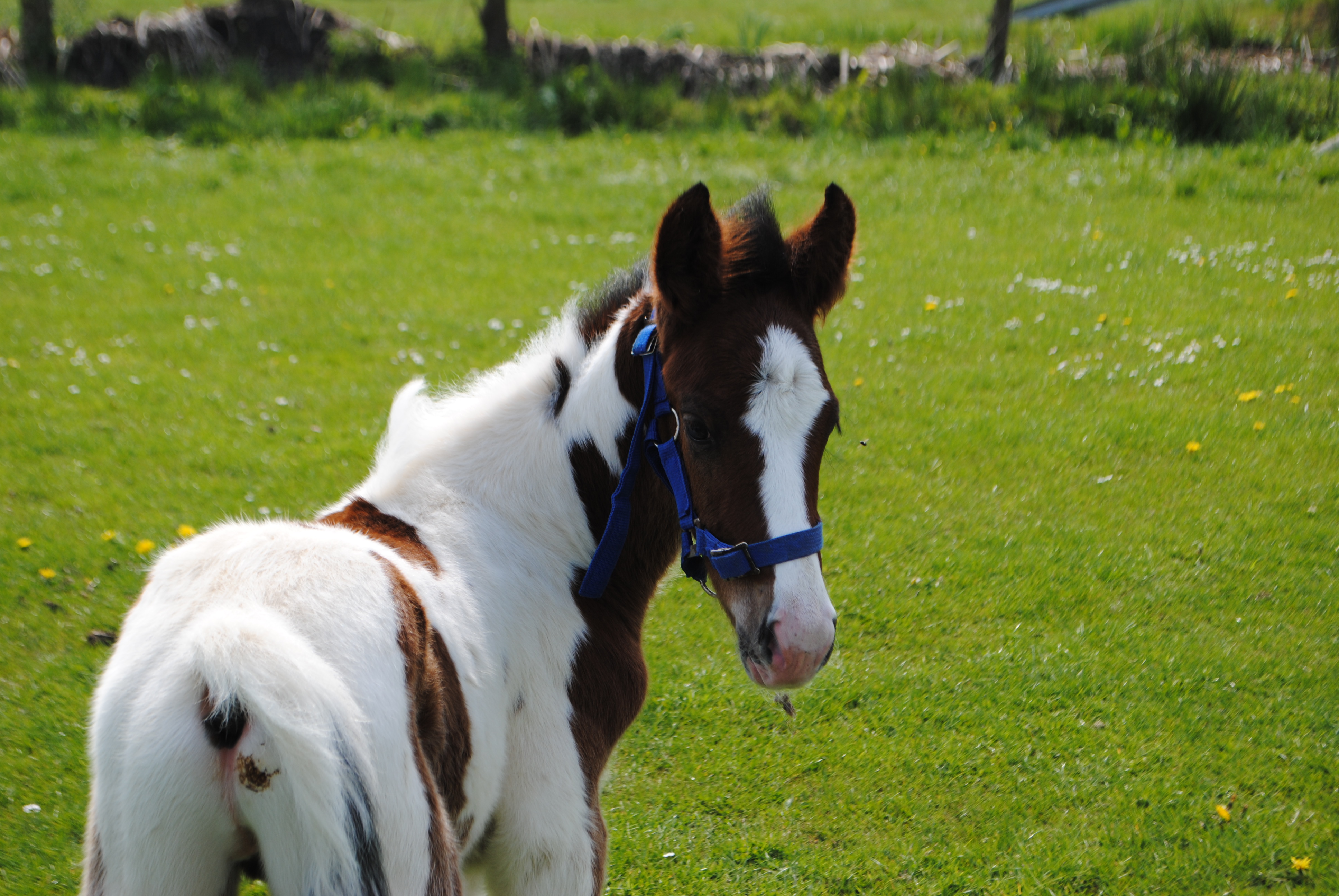 Toby - Bay Tobiano Colt