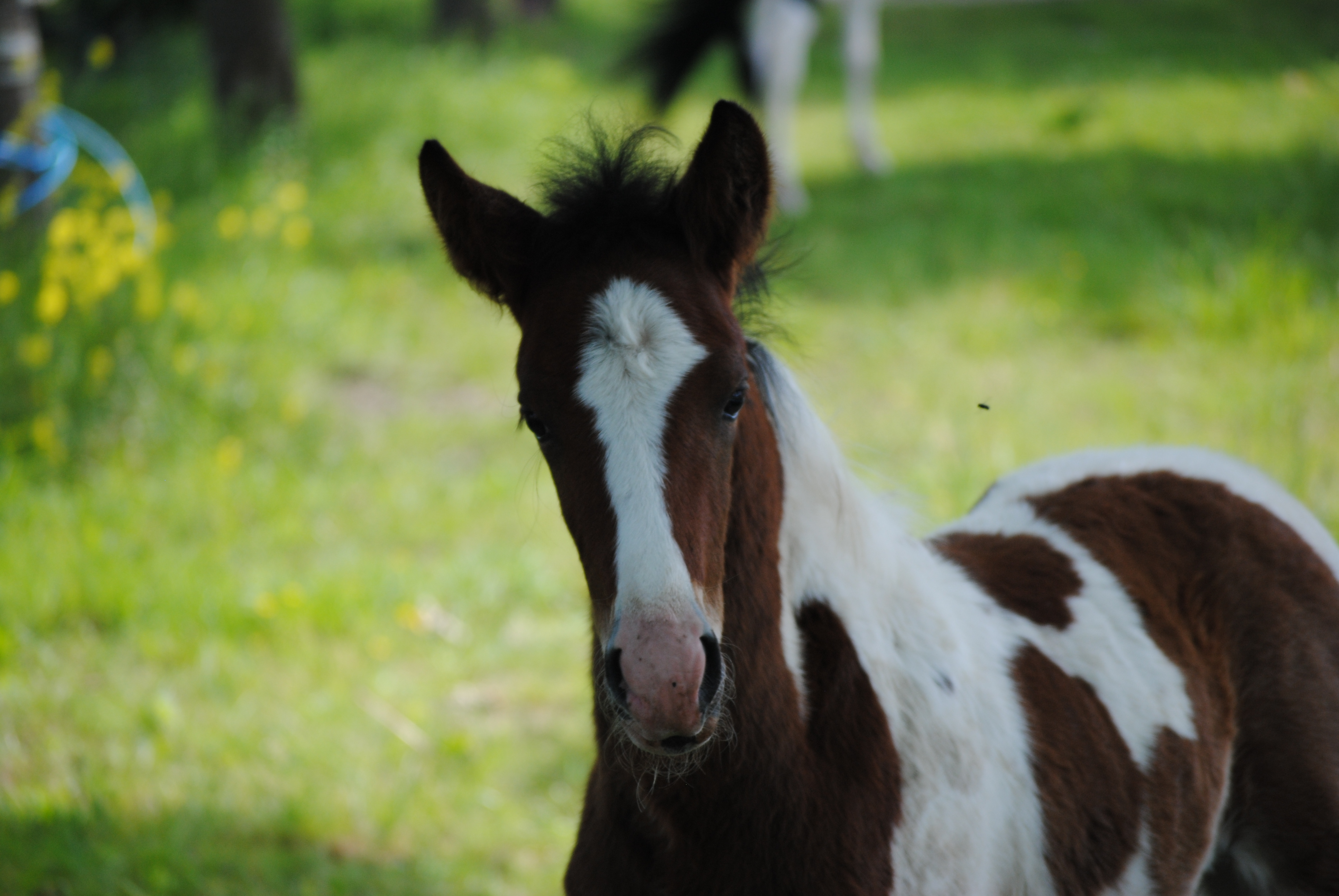 Toby - Bay Tobiano Colt