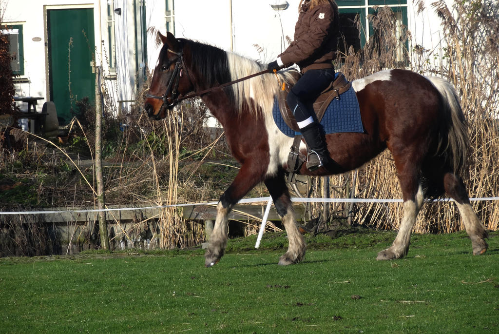 Misty - Bay Tobiano Mare - Riding Walk