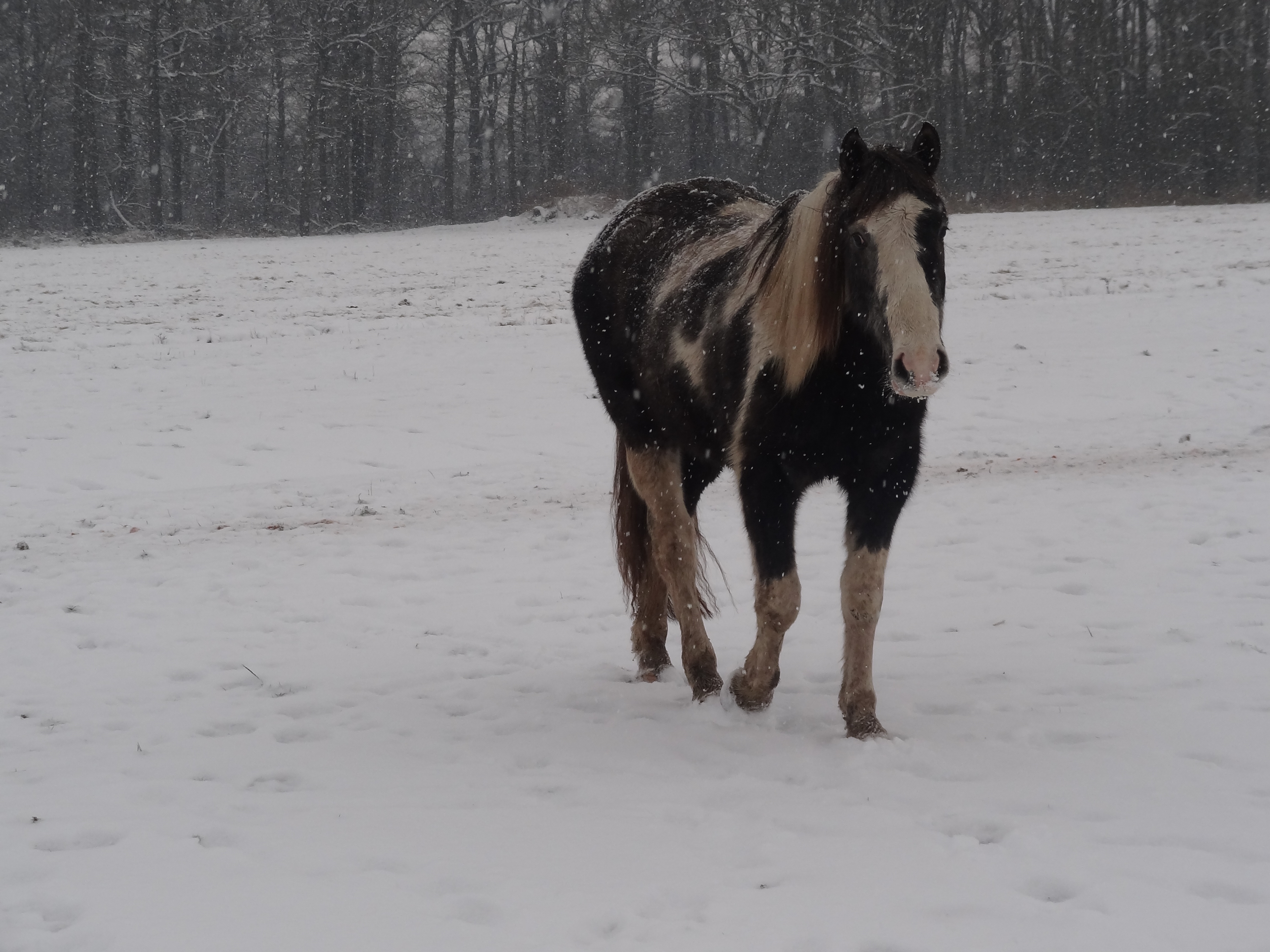 Dirk - Gray Tobiano Gelding