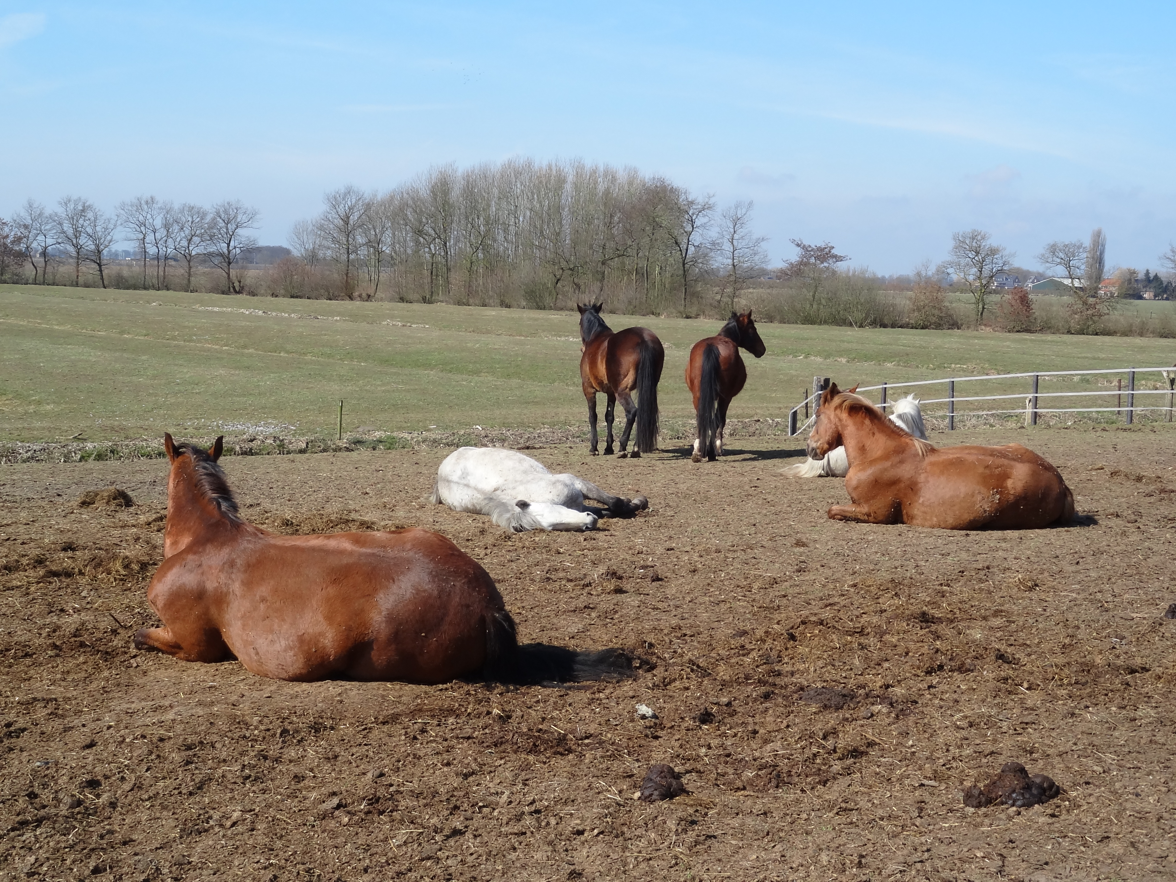 Horses in Pasture