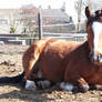 Horse in Pasture