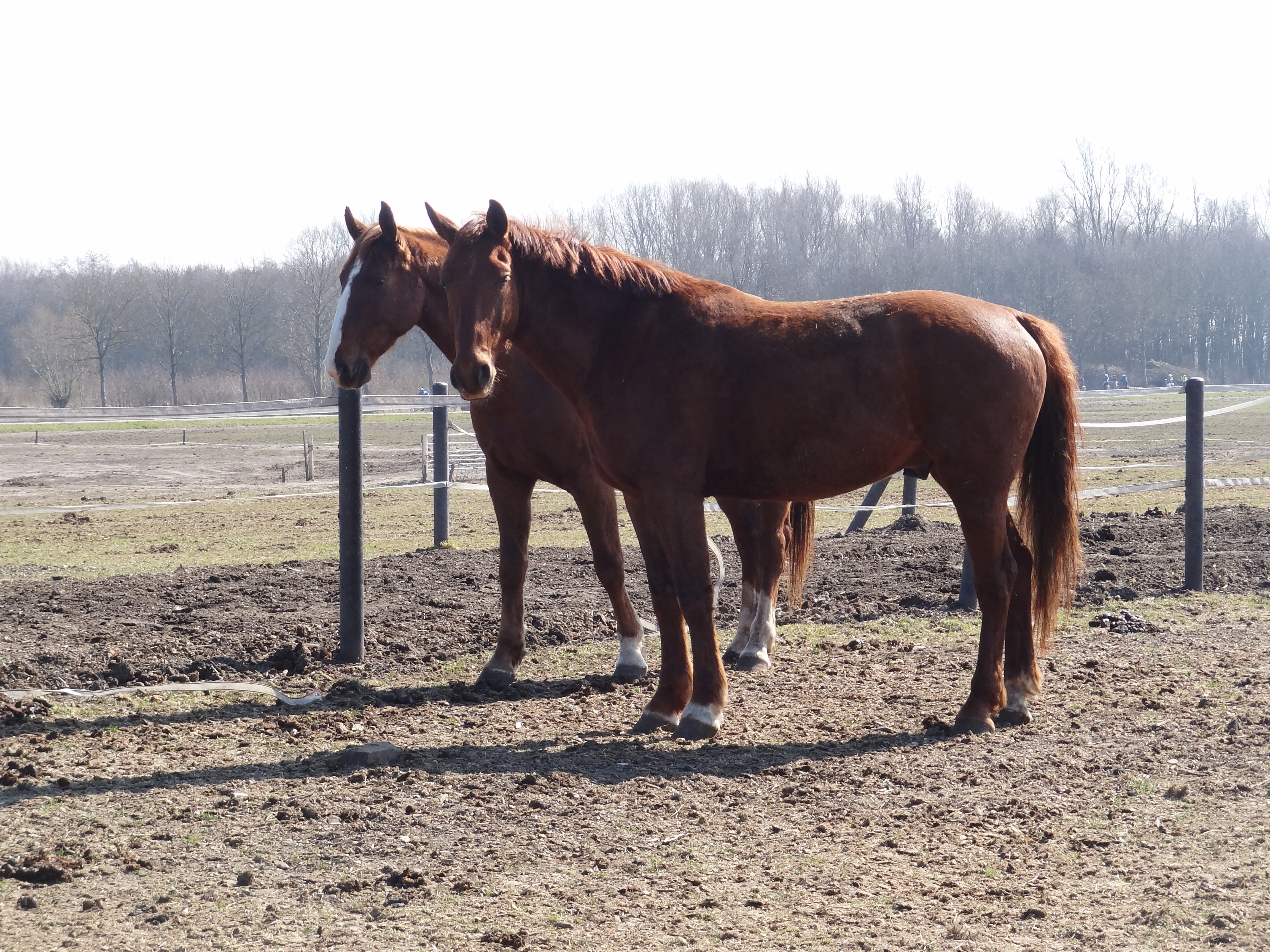 Horses in Pasture