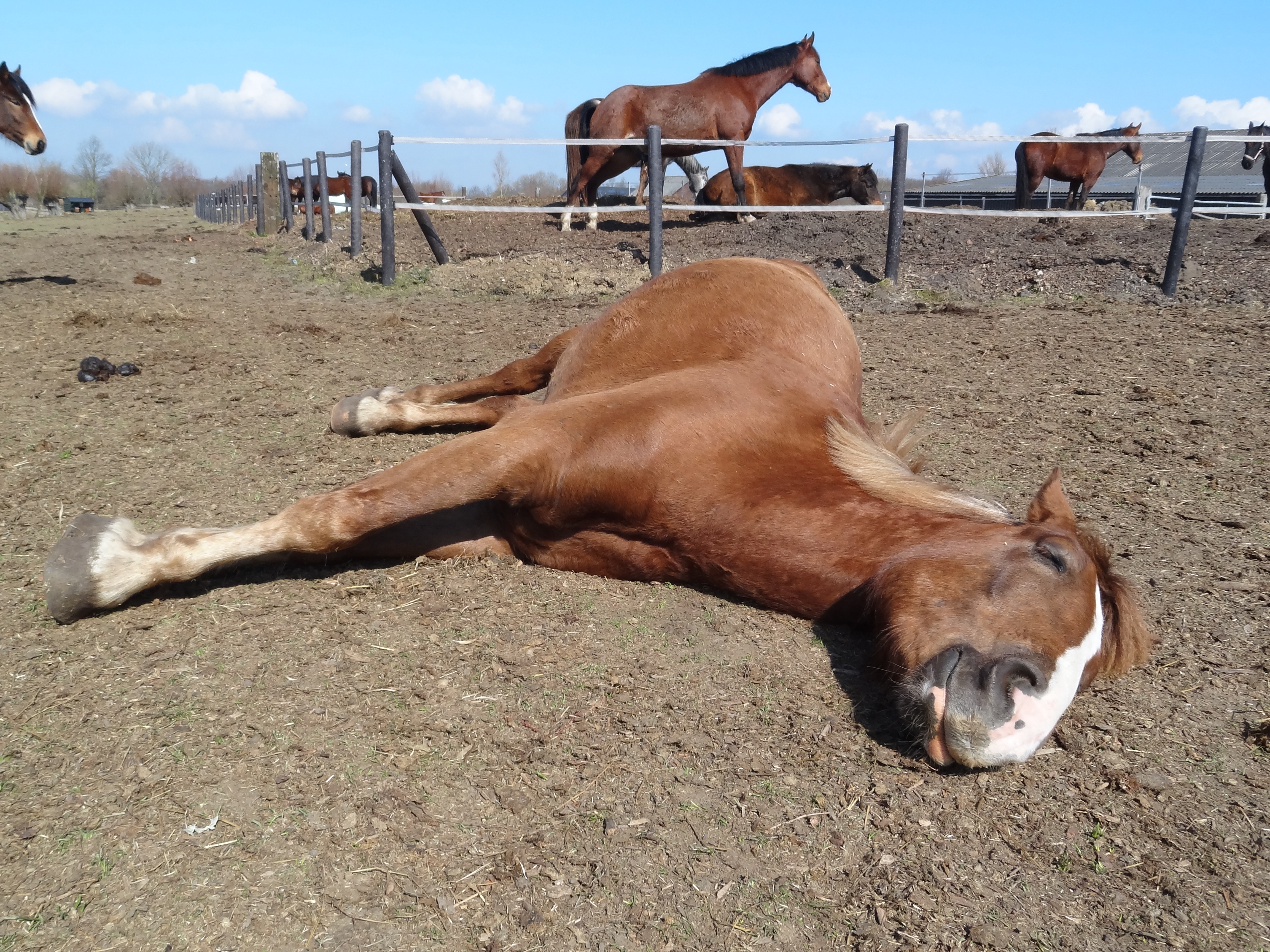 Horse in Pasture