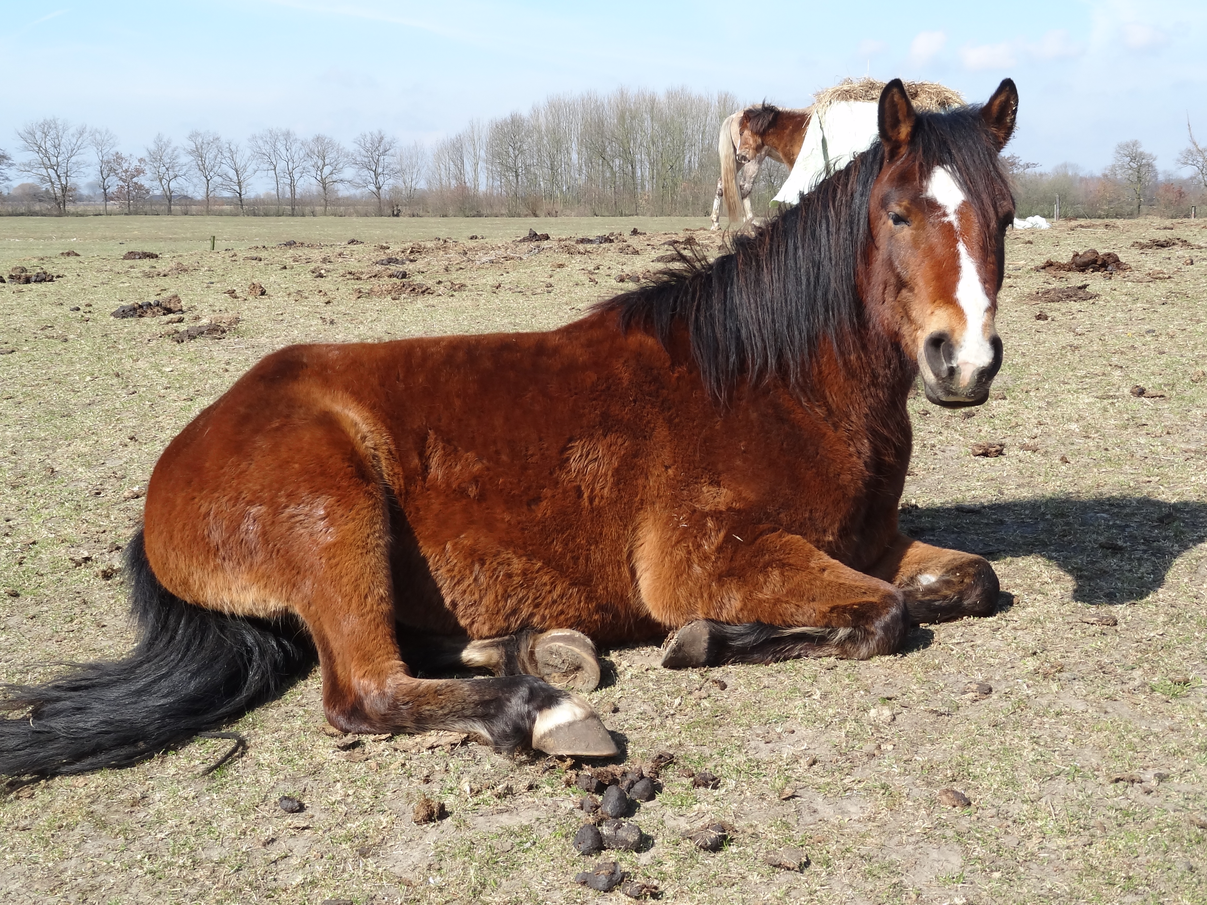 Horse in Pasture