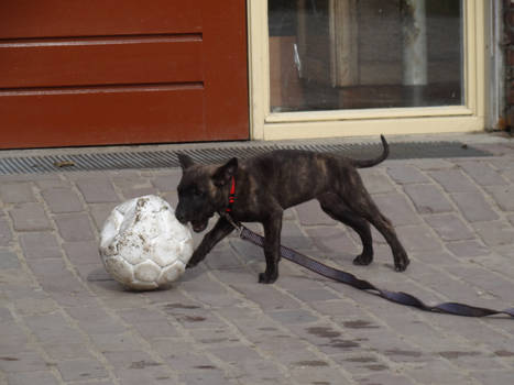 Rakker - Female Shepherd Puppy