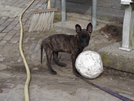 Rakker - Female Shepherd Puppy