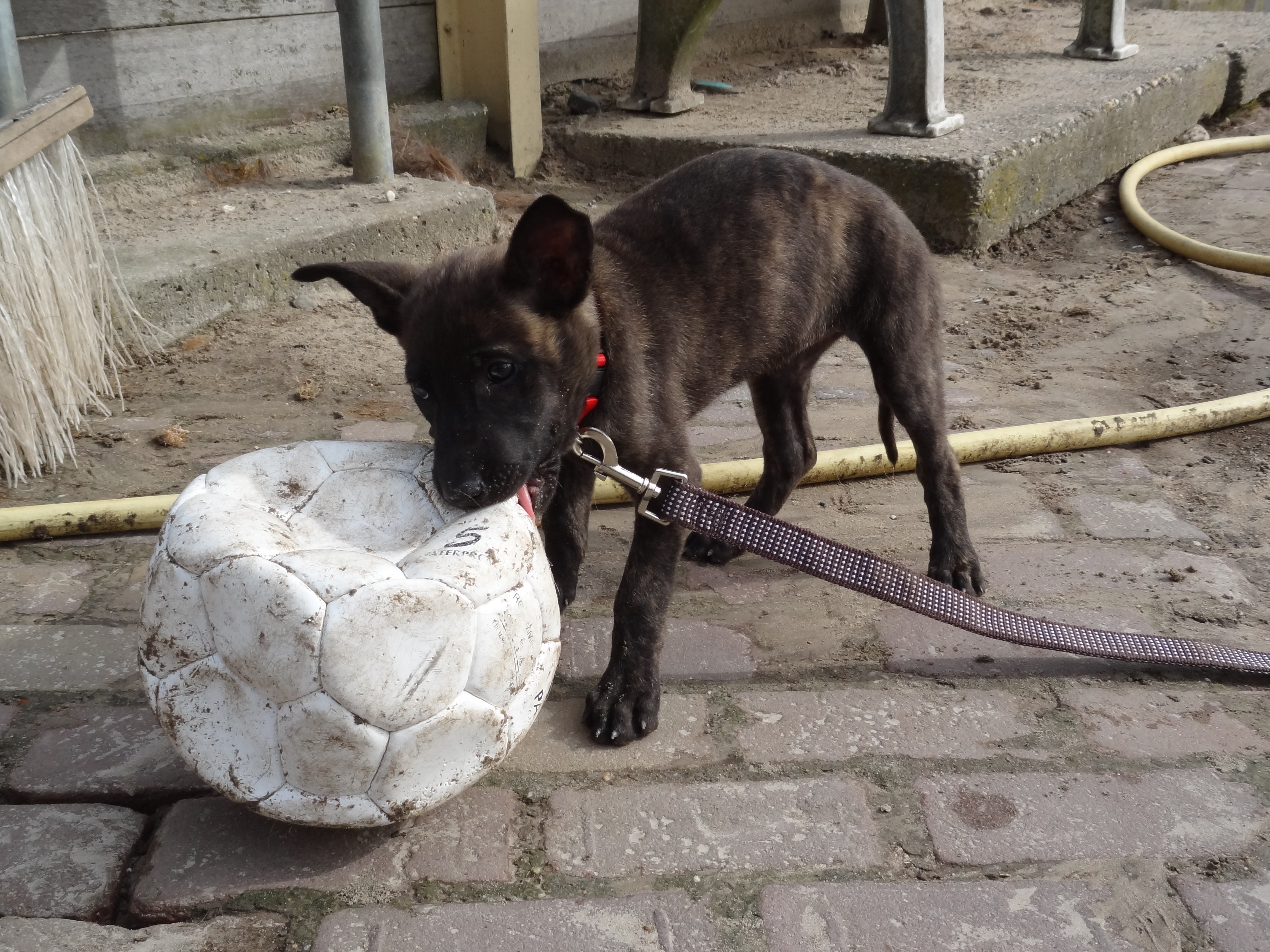 Rakker - Female Shepherd Puppy