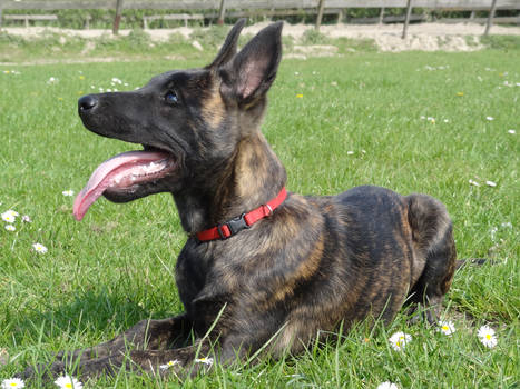 Rakker - Female Shepherd Pup