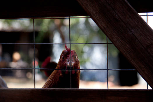 Chicken through the fence